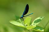 Butterflies - Insects